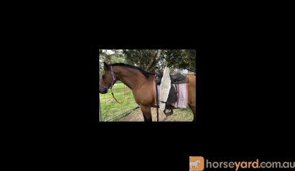 Registered mare & gelding for sale on HorseYard.com.au