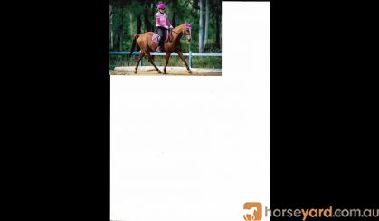 Dressage Pony on HorseYard.com.au