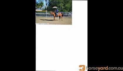 Dressage Pony on HorseYard.com.au