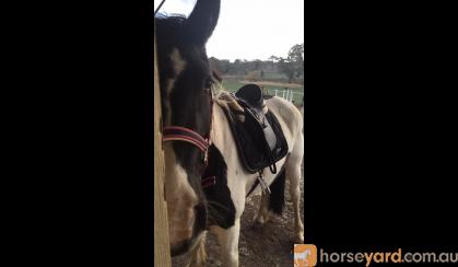 Firestone Lodge Alora- Friesian X Gypsy Cob on HorseYard.com.au