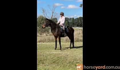 OTT on HorseYard.com.au