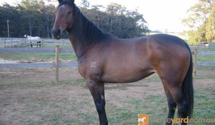 Free lease of a AWHA approved mare on HorseYard.com.au