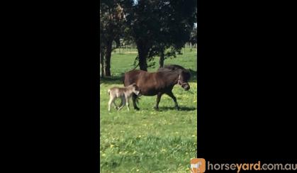 Shetland mare with foal at foot on HorseYard.com.au