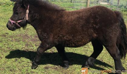 Shetland gelding - make saddle pony on HorseYard.com.au