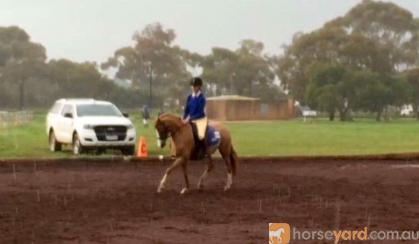 Welsh B Cherrington Romeo on HorseYard.com.au