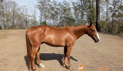 Beautiful Quiet Boy on HorseYard.com.au