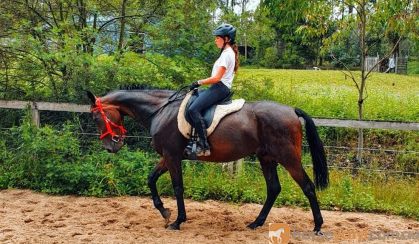 Solid Standardbred Gelding on HorseYard.com.au