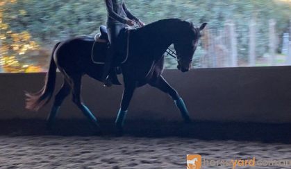 16.2 Bay/Brown Dressage Gelding on HorseYard.com.au