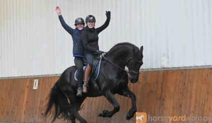 Big Beginner Friendly Friesian . on HorseYard.com.au