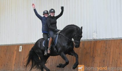 Lovely and charming Friesian horse . on HorseYard.com.au