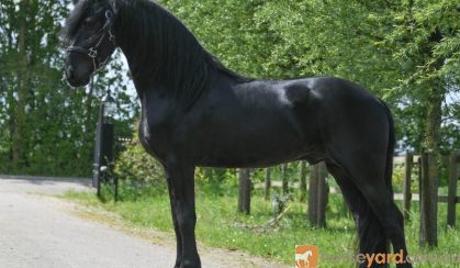 A Big Rocking Friesian Giant .  on HorseYard.com.au