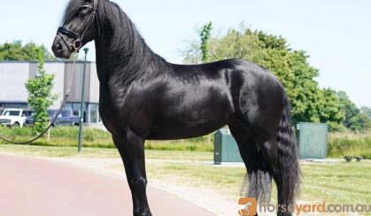 Horse  on HorseYard.com.au