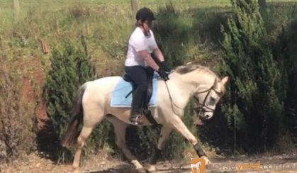 Fun TBxWelsh pony allrounder on HorseYard.com.au
