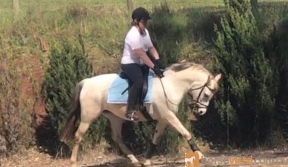 Fun TBxWelsh pony allrounder on HorseYard.com.au