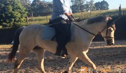 Fun TBxWelsh pony allrounder on HorseYard.com.au