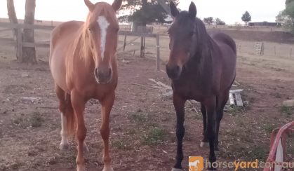 LOVELY STOCK HORSE MARE on HorseYard.com.au