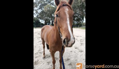 5 year old thoroughbred  on HorseYard.com.au