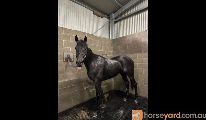 6yr gelding OTT on HorseYard.com.au