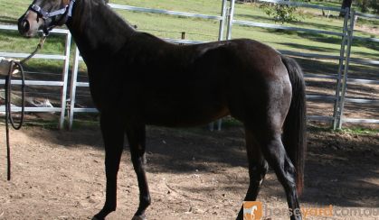 Stunning Black/Brown Yearling Gelding on HorseYard.com.au