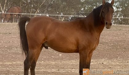 Arabian riding pony colt 19 mths old on HorseYard.com.au