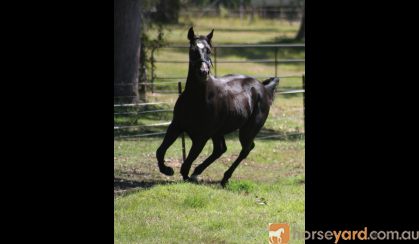 Stunning Black/Brown Yearling Gelding on HorseYard.com.au