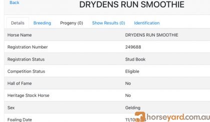 Registered 4yo Stock Horse Gelding on HorseYard.com.au
