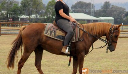Red Andalusian Gelding on HorseYard.com.au