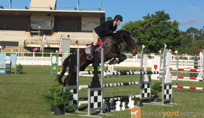 Beautiful Moving Showjumper on HorseYard.com.au