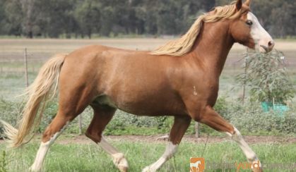 Welsh project pony  on HorseYard.com.au