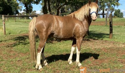 Welsh project pony  on HorseYard.com.au