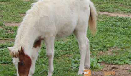 Chestnut Tovero Miniature Horse Colt on HorseYard.com.au