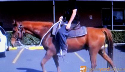 SUPER QUIET RED QH GELDING +VIDEO+ on HorseYard.com.au