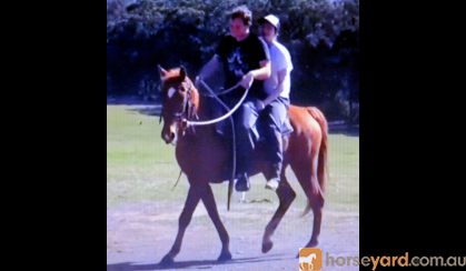 SUPER QUIET RED QH GELDING +VIDEO+ on HorseYard.com.au