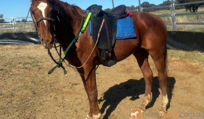 Nice loving little chestnut gilding on HorseYard.com.au