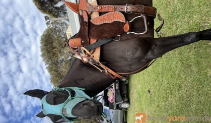 Stock horse mare on HorseYard.com.au