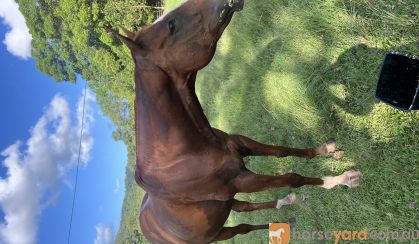 15 hh thoroughbred Geilding 11yrs old Chestnut with white markings on HorseYard.com.au