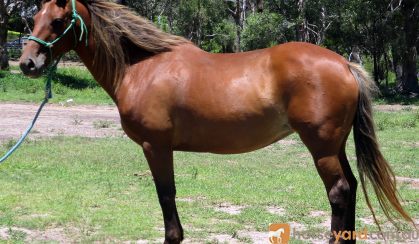 SUPER QUIET QH MARE on HorseYard.com.au