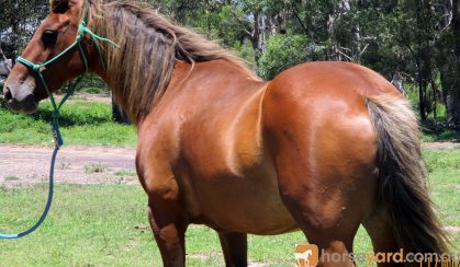 SUPER QUIET QH MARE on HorseYard.com.au