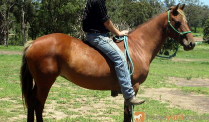 SUPER QUIET QH MARE on HorseYard.com.au