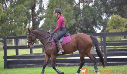 Looking for a forever home  on HorseYard.com.au