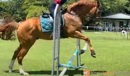 Flashy, Quiet Chestnut 16.1hh OTT on HorseYard.com.au