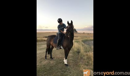 Pretty mare on HorseYard.com.au