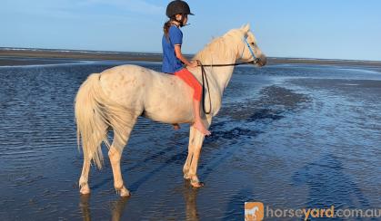 Pretty Welsh Pony on HorseYard.com.au