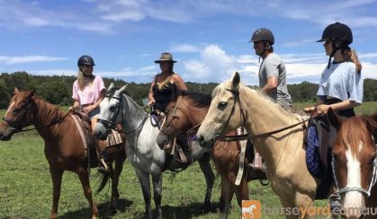 My lovely palomino  on HorseYard.com.au