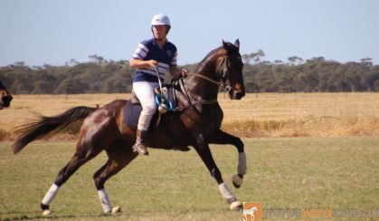 POLOCROSSE HORSE  - REGRETFUL SALE on HorseYard.com.au