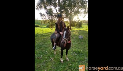 Australian Riding Pony Potential Plus on HorseYard.com.au