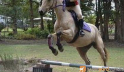 Buckskin QH mare on HorseYard.com.au