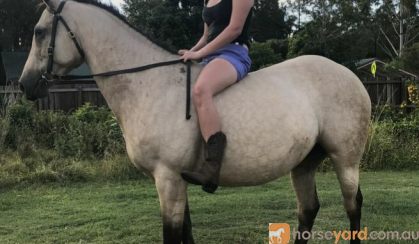 Buckskin QH mare on HorseYard.com.au