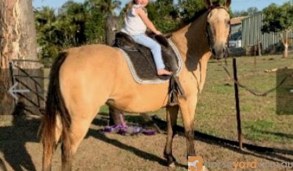 Buckskin QH mare on HorseYard.com.au