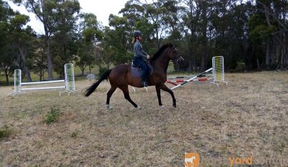 Gorgeous boy with all the hard work done!  on HorseYard.com.au